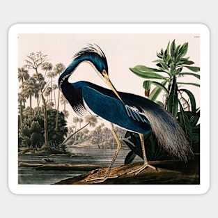 Bird of America  Bird, bird lover, america, beautiful  Public domain painting by John James Audubon Sticker